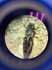 Agrilus lecontei