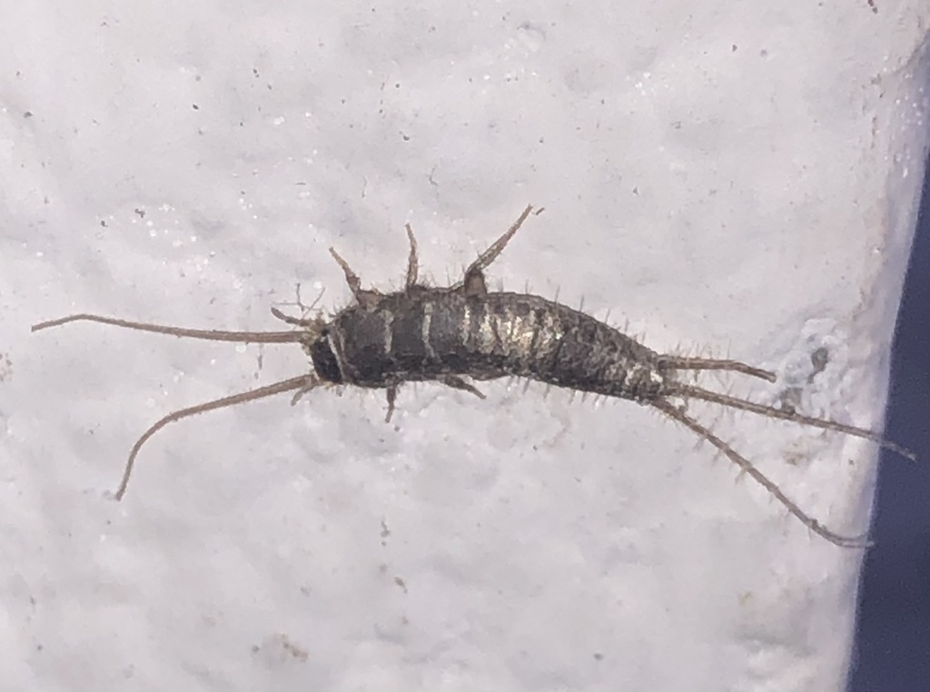 Hemilepisma