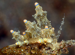 Eubranchus rubropunctatus