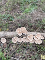 Schizophyllaceae