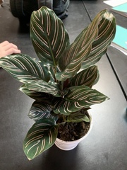 Goeppertia sanderiana