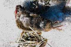 Microtus ochrogaster