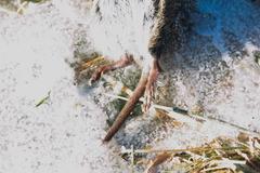 Microtus ochrogaster