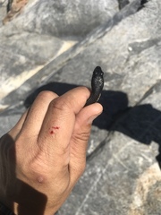 Thamnophis validus celaeno