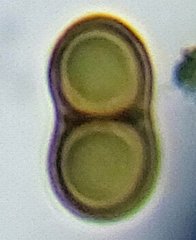 Rinodina pachysperma