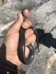 Thamnophis validus celaeno