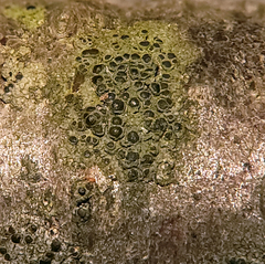 Rinodina pachysperma