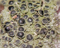 Rinodina pachysperma