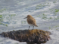 Calidris bairdii