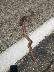 Pituophis vertebralis