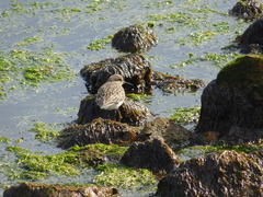 Calidris bairdii