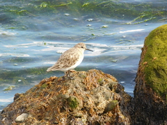 Calidris bairdii