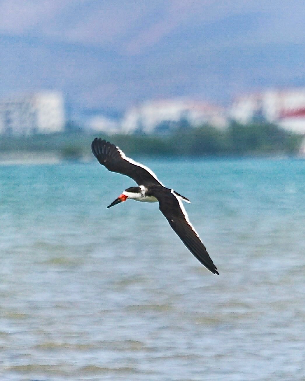 Black Skimmer (Rynchops niger)