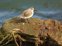 Calidris bairdii