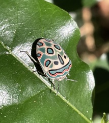 Sphaerocoris annulus