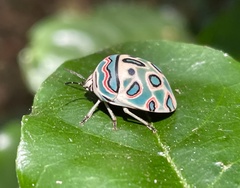 Sphaerocoris annulus
