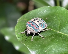 Sphaerocoris annulus