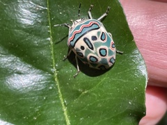 Sphaerocoris annulus