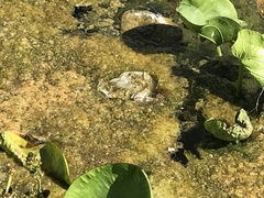 Pseudacris hypochondriaca curta