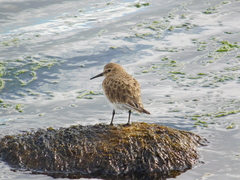 Calidris bairdii