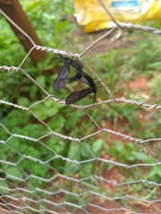 Stylura forficula