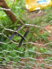 Stylura forficula