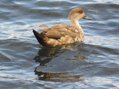 Lophonetta specularioides