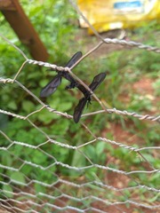 Stylura forficula