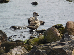 Lophonetta specularioides