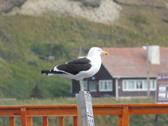 Larus dominicanus
