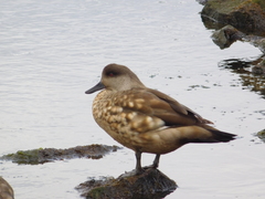 Lophonetta specularioides