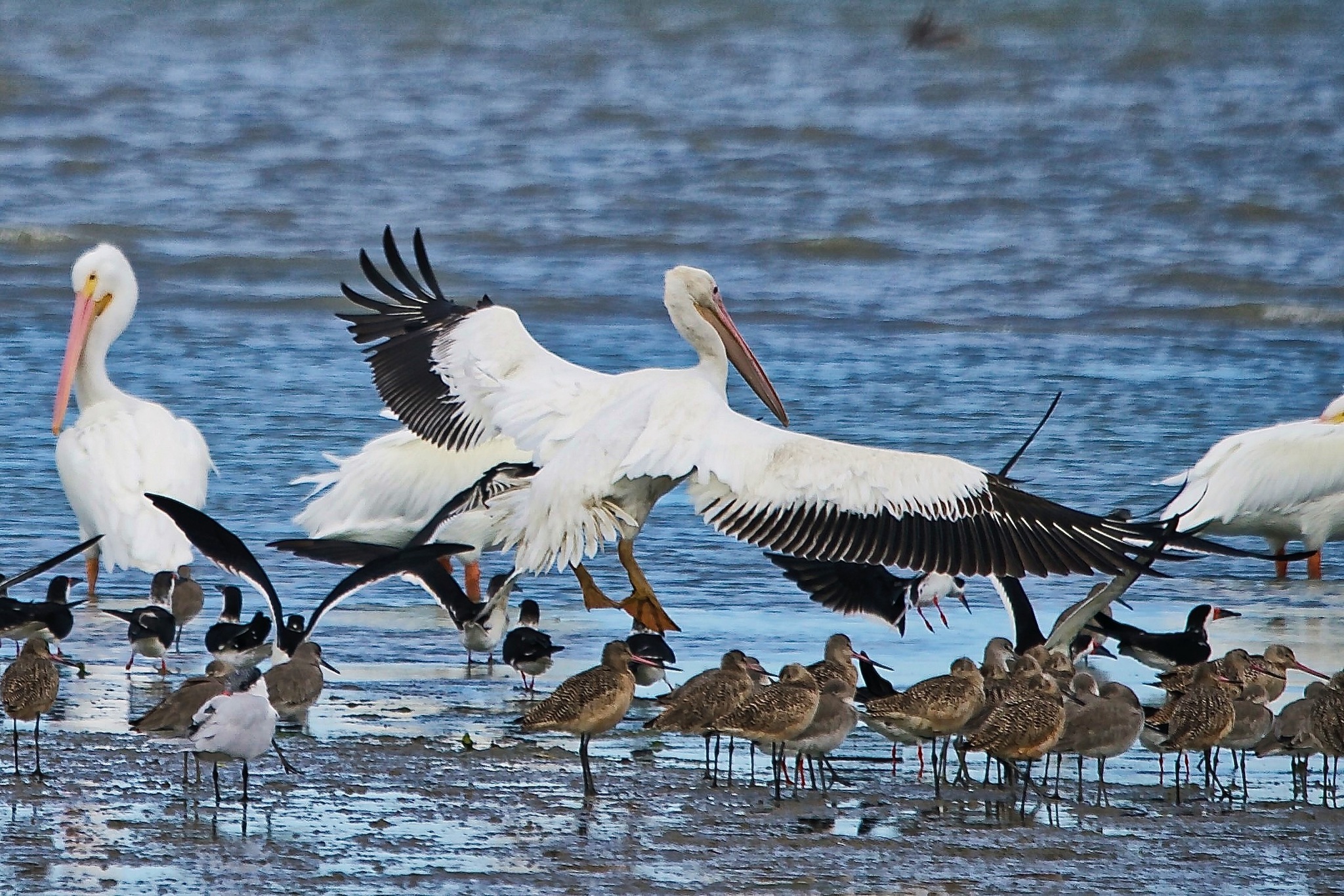 American White Pelican illustration