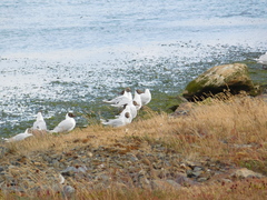 Chroicocephalus maculipennis