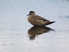 Lophonetta specularioides