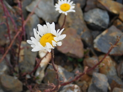 Leucanthemum vulgare