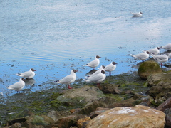 Chroicocephalus maculipennis