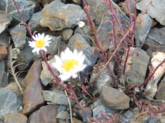 Leucanthemum vulgare