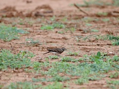 Pinarocorys nigricans
