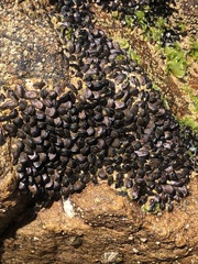 Brachidontes
