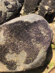 Brachidontes