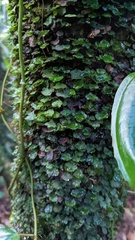 Trichomanes godmanii