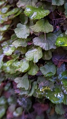 Trichomanes godmanii