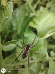 Diapontia uruguayensis