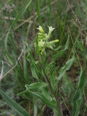Anchusa ochroleuca