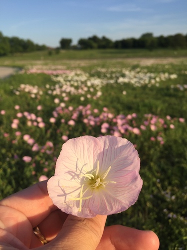 Oenothera speciosa iNat (2)