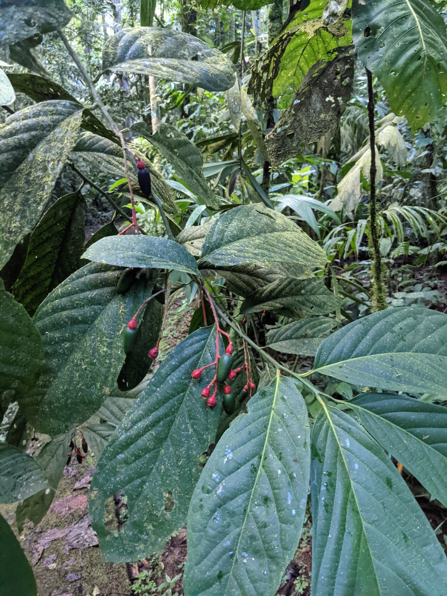 Imagem de Canela-sassafrás