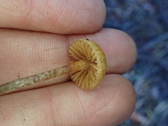 Mycena aurantiomarginata