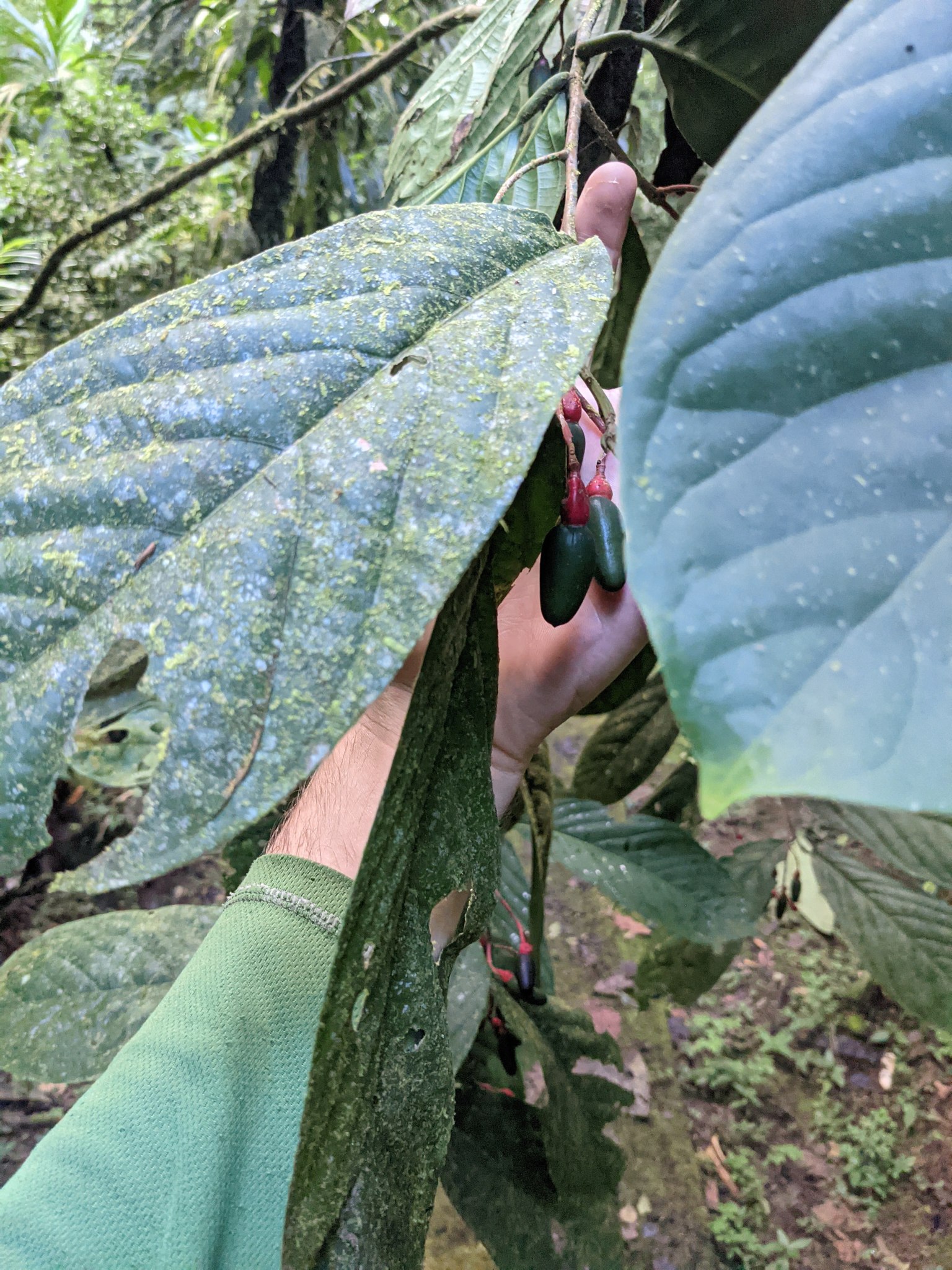 Imagem de Canela-sassafrás