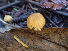 Mycena aurantiomarginata