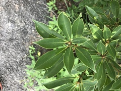 Machilus chekiangensis